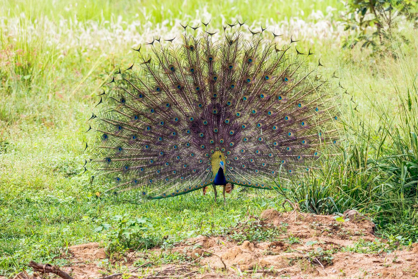 Blauer Pfau